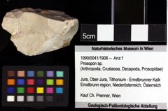 Foto (Objket + Etiketten) von Goniodromites sp. 